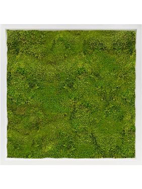 Картина из мха mdf ral 9010 satin gloss 100% flat moss Картина из мха mdf ral 9010 satin gloss 100% flat moss