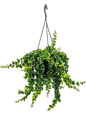 Эсхинантус Раста ампельный Эсхинантус Раста ампельный