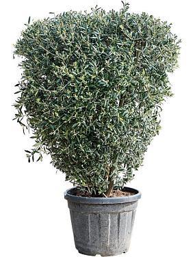 Оливковое дерево (Олива европейская)