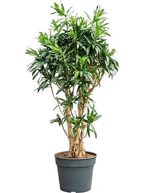 Драцена Рефлекса отогнутая Драцена Рефлекса отогнутая