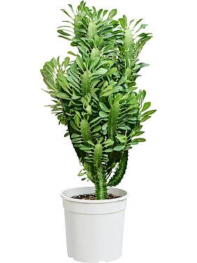 Молочай треугольный (Эуфорбия Тригона) Молочай треугольный (Эуфорбия Тригона)