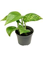 Эпипремнум Золотистый H15 D6 см