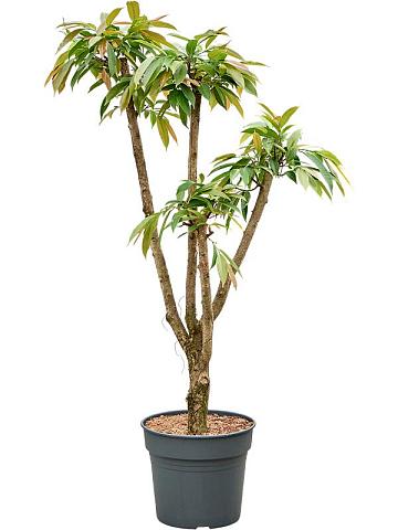 Фикус Бенедикта Амстел Кинг разветвленный