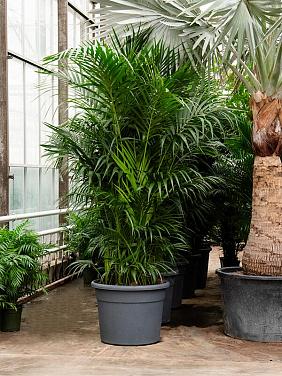 Ховея Форстера Ховея Форстера