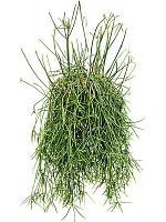 Рипсалис Мавританский ампельный H70 D20 см