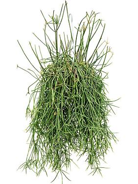 Рипсалис Мавританский ампельный