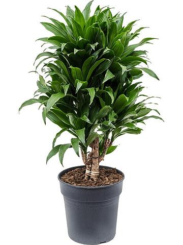 Драцена Фрагранс Компакта разветвленная