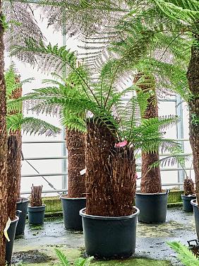 Диксония антарктическая многоствольная Диксония антарктическая многоствольная