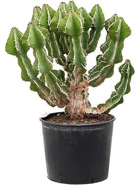 Молочай (Эуфорбия) Фортиссима Молочай (Эуфорбия) Фортиссима