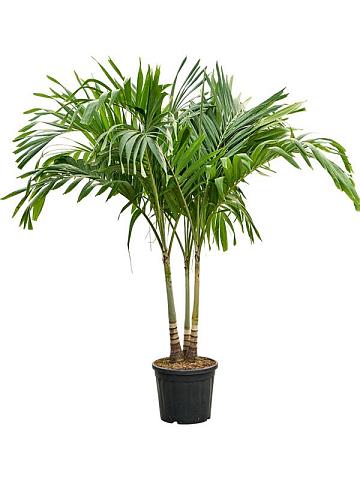 Вейтчия Мерилли (Адонидия) 3 ствола Вейтчия Мерилли (Адонидия) 3 ствола