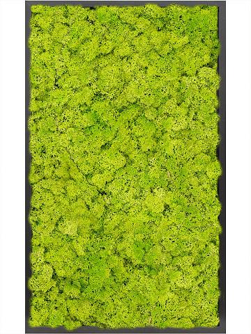 Картина из мха mdf ral 9005 satin gloss 100% reindeer moss (spring green) Картина из мха mdf ral 9005 satin gloss 100% reindeer moss (spring green)