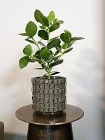 Кашпо Stian pot moss green D16 H15 см Кашпо Stian pot moss green D16 H15 см