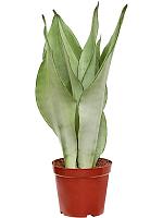 Сансевиерия Муншайн H40 D12 см