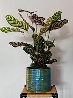 Кашпо Didi pot pearl green D19 H16 см