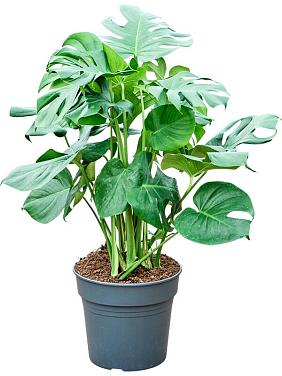 Монстера Делициоза (деликатесная) Монстера Делициоза (деликатесная)