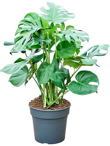 Монстера Делициоза (деликатесная) Монстера Делициоза (деликатесная)