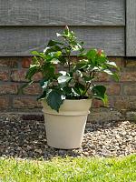 Кашпо Ilvy pot sand D32 H28 см