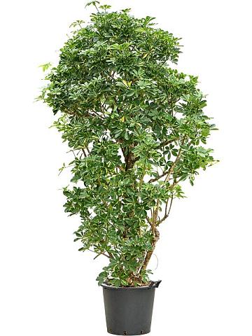 Шеффлера Голд Капелла разветвленная Шеффлера Голд Капелла разветвленная