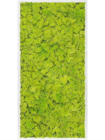 Картина из мха mdf ral 9010 satin gloss 100% reindeer moss (spring green) Картина из мха mdf ral 9010 satin gloss 100% reindeer moss (spring green)