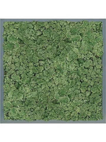 Картина из мха mdf ral 7016 satin gloss 100% reindeer moss (moss green) Картина из мха mdf ral 7016 satin gloss 100% reindeer moss (moss green)