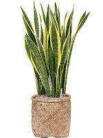 Сансевиерия Лауренти трехполосная H130 D34 см