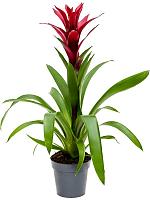 Гузмания Свитч бордовая H55 D13 см