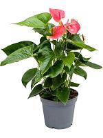 Антуриум Андрианум Майн розовый H65 D17 см