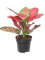 Аглаонема Ред Джой H30 D12 см Аглаонема Ред Джой H30 D12 см