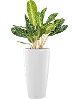 Аглаонема Кей Лайм H85 D27 см