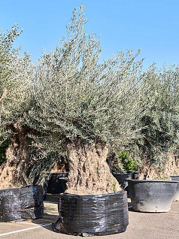 Оливковое дерево (Олива европейская)