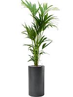 Ховея Форстера H140 D24 см