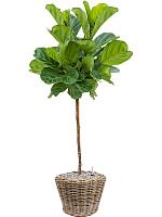 Кашпо Drypot rattan round grey D43 H33 см Кашпо Drypot rattan round grey D43 H33 см