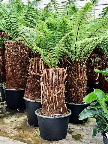 Диксония антарктическая