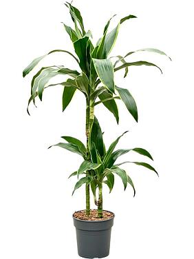 Драцена Фрагранс Артуро 2 ствола