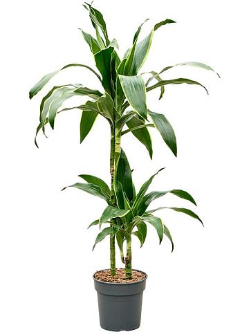 Драцена Фрагранс Артуро 2 ствола