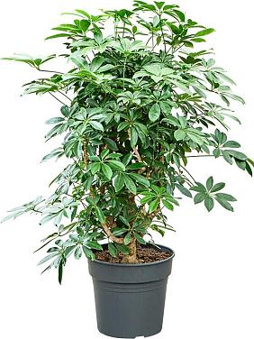 Шеффлера Компакта разветвленная Шеффлера Компакта разветвленная