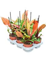 Филодендрон Принц Оранж H35 D12 см