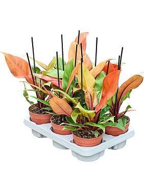 Филодендрон Принц Оранж