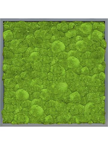 Картина из мха mdf ral 7016 satin gloss 100% ball moss Картина из мха mdf ral 7016 satin gloss 100% ball moss