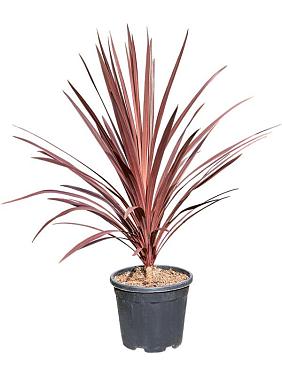 Кордилина Южная (Австралийская) Ред Стар