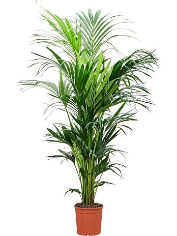 Ховея Форстера