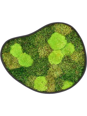 Картина из мха organic frame #3 earth mos (mix)