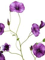 Вьюнок фиолетовый искусственный H107 см