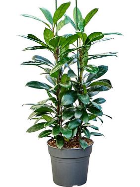 Фикус Циатистипула Фикус Циатистипула