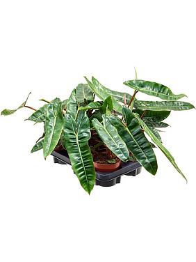 Филодендрон Биллитау Филодендрон Биллитау