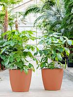 Кашпо Baq ecoline phoenix regular couple D52 H50 см