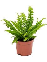 Нефролепис Грин Леди H20 D9 см