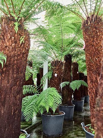 Диксония антарктическая Диксония антарктическая