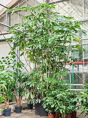 Шеффлера Амате Шеффлера Амате