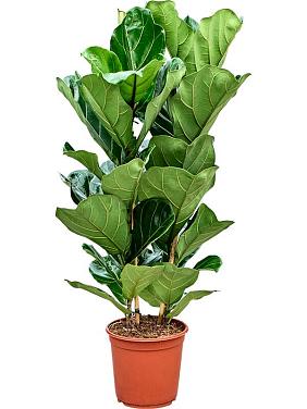 Фикус Лирата Фикус Лирата